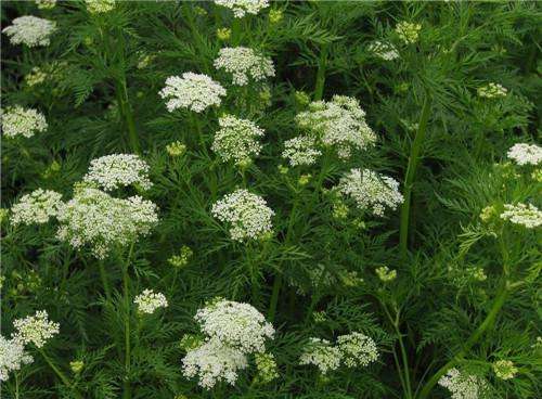 snowparsley 추출물 회사-xuhuang